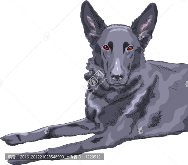 彩色素描狗德國(guó)牧羊犬品種