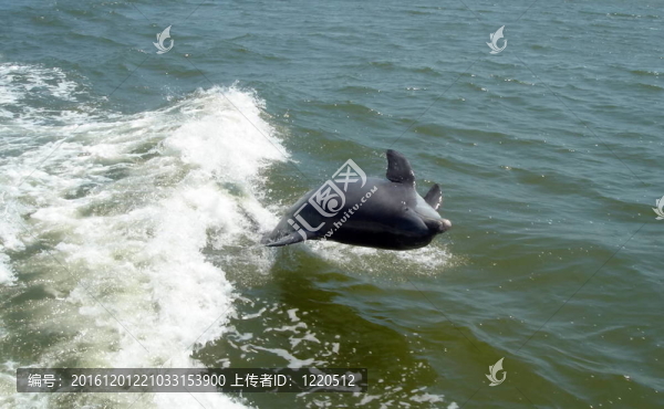 跳躍的海豚