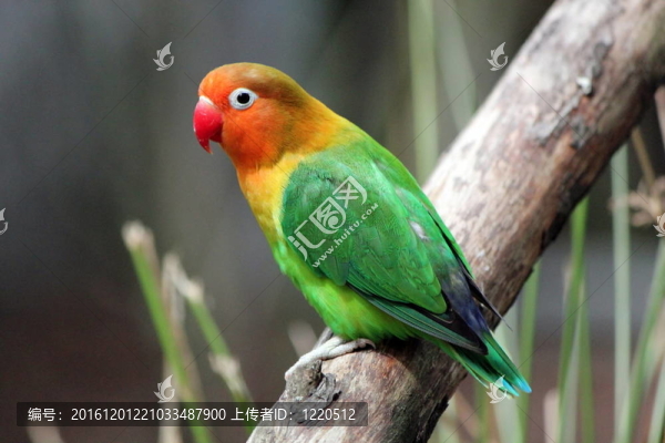 鳥紅頭情侶鸚鵡