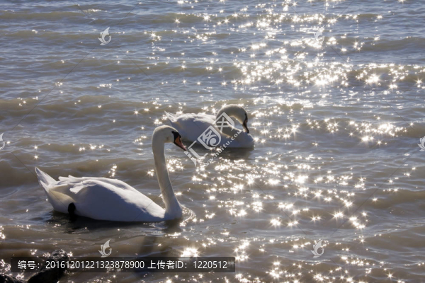 天鵝在Balaton
