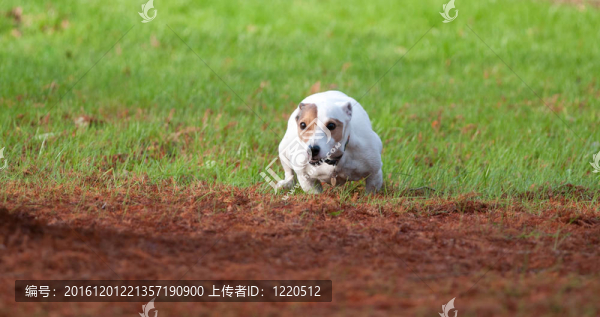 杰克羅素