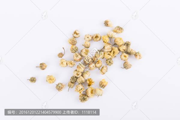 胎菊