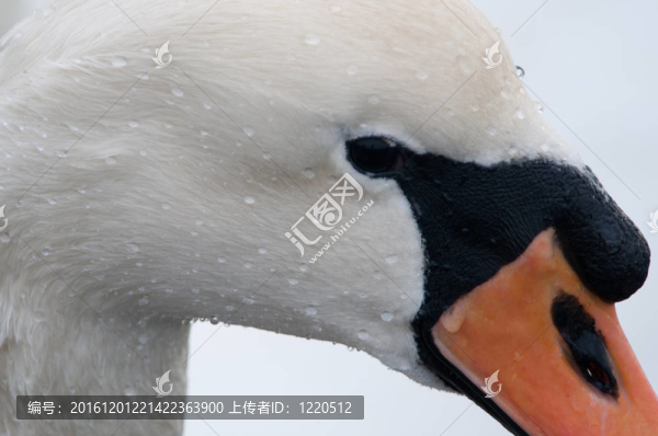 天鵝