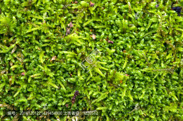 森林苔蘚地面天然地基的宏觀細(xì)節(jié)。