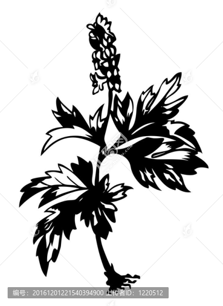 白色背景上的田野花剪影插圖