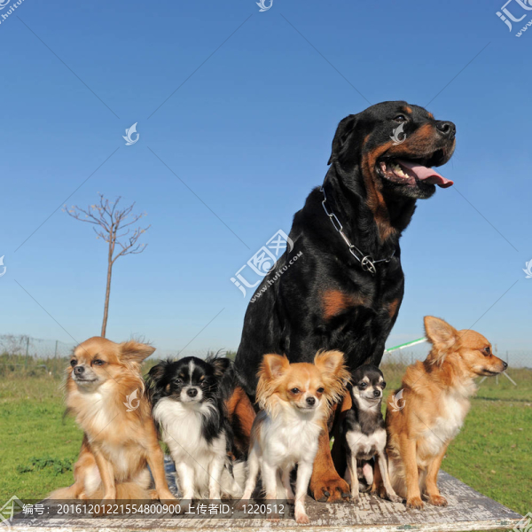 吉娃娃犬和羅威-匯圖網(wǎng) www.fosd68.com 吉娃娃犬和羅威