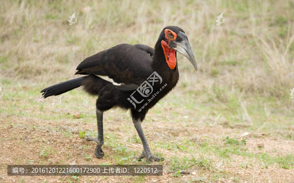 Ground,Hornbill鳥