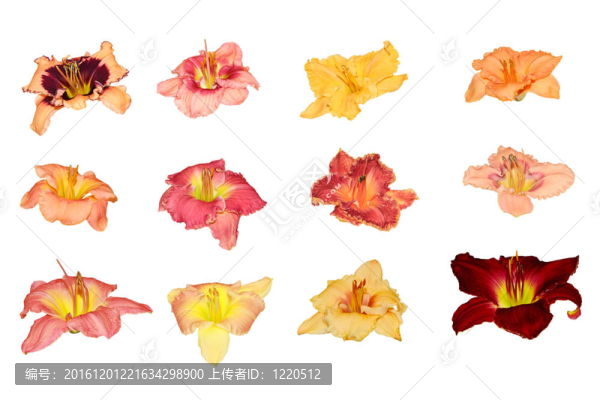 天百合花集