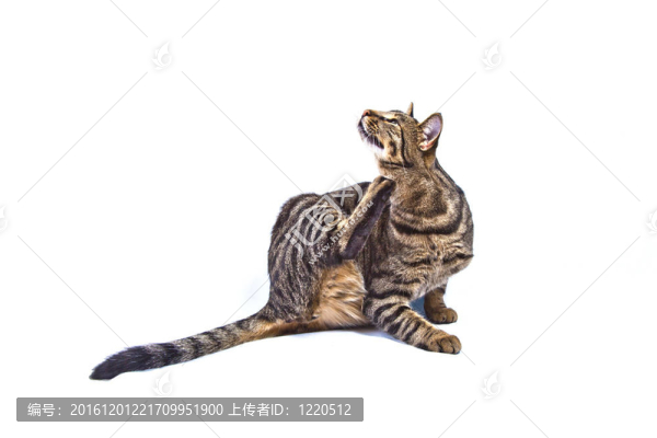 白色的可愛的貓