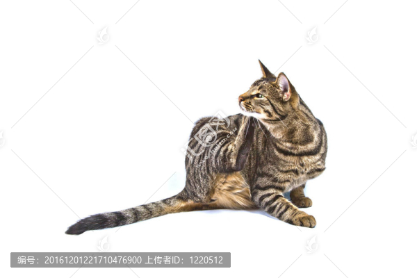 白色的可愛的貓