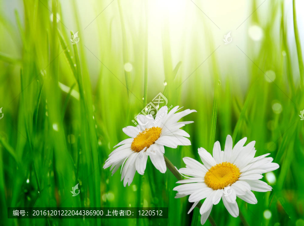 甘菊草