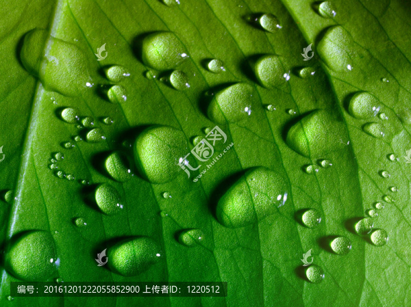 帶水滴的綠葉