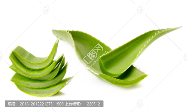 蘆薈鮮葉