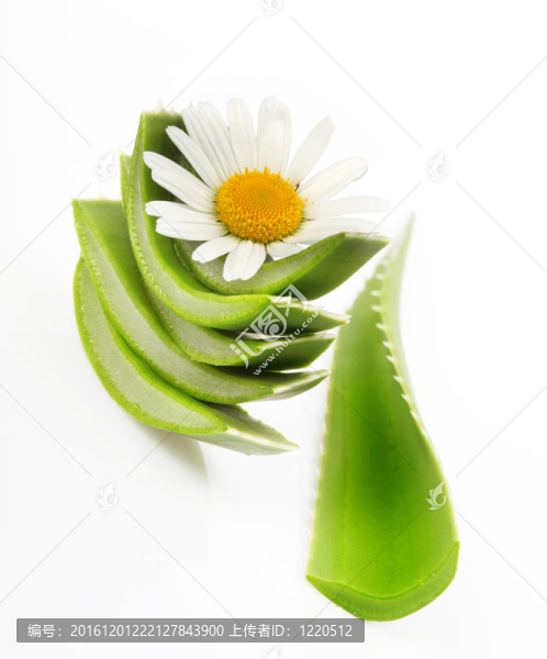 蘆薈花