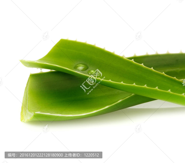 蘆薈