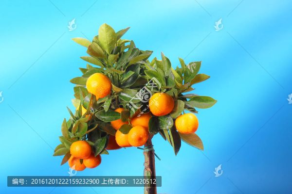 橘子樹