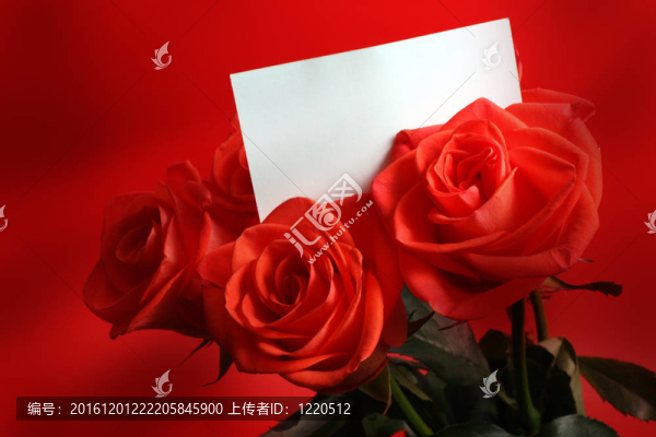 紅玫瑰紅