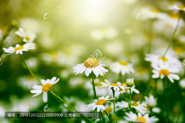 chamomiles