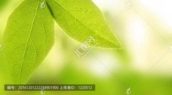 綠色的葉子