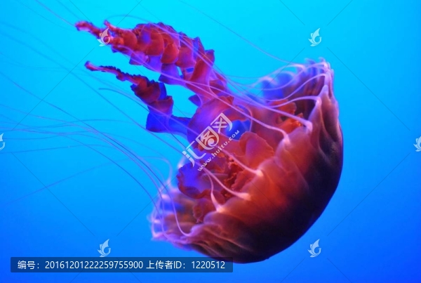 果凍魚