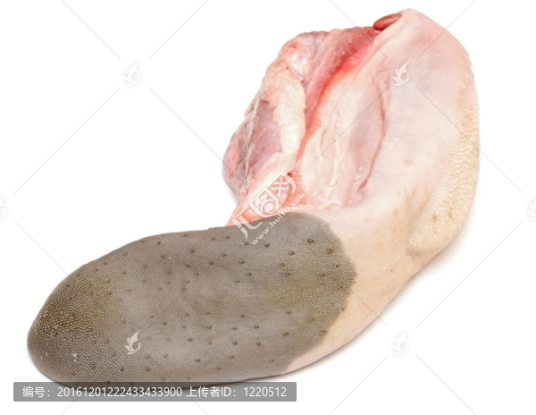 舌。在白色背景下分離的生肉食品