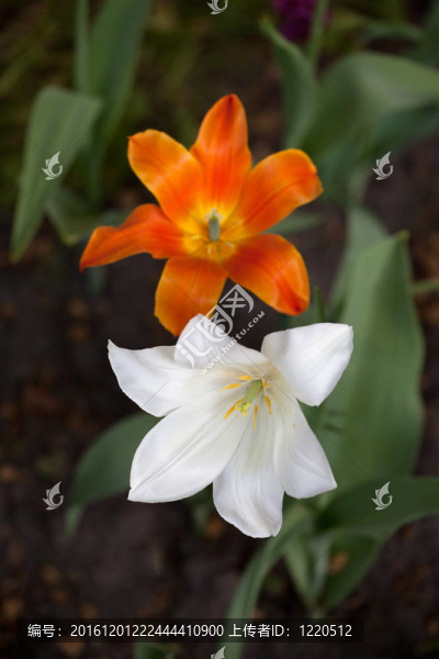兩個郁金香芽。近距離觀察