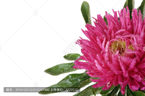 中國翠菊孤立在白色粉紅色