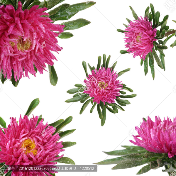 粉紅色的中國(guó)翠菊收藏