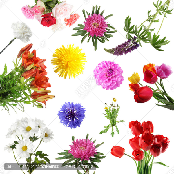 夏季花卉收藏