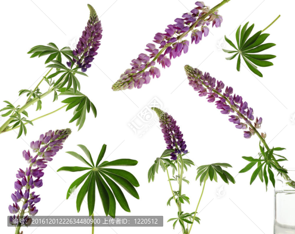 紫羽扇花特寫