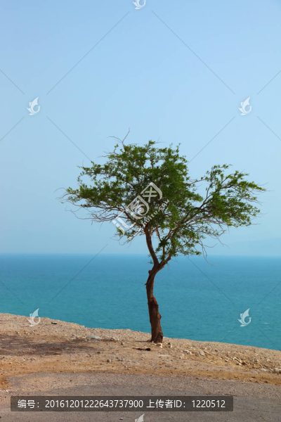 死海風景如畫的樹