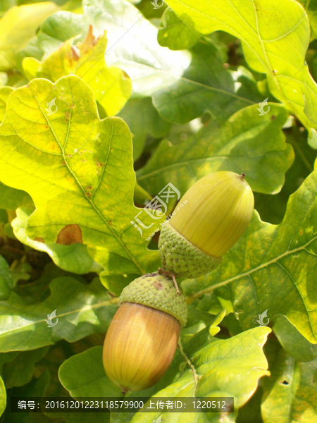torekov,acorn,03