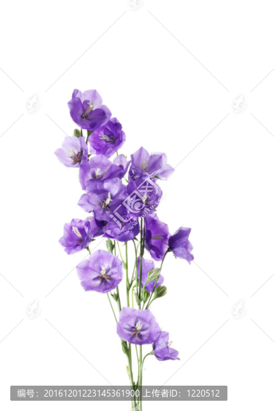 新鮮的藍(lán)色和白色花束
