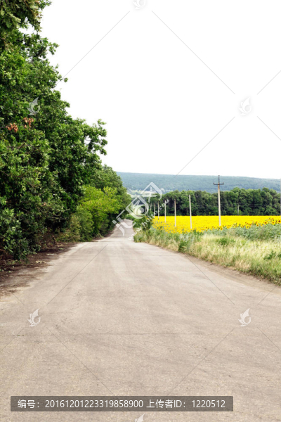 向日葵田附近的道路