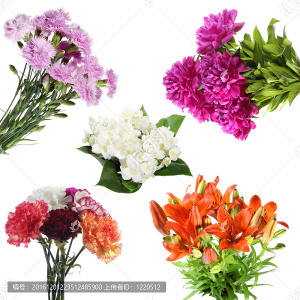 夏季花卉收藏