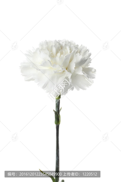 carnatoins花
