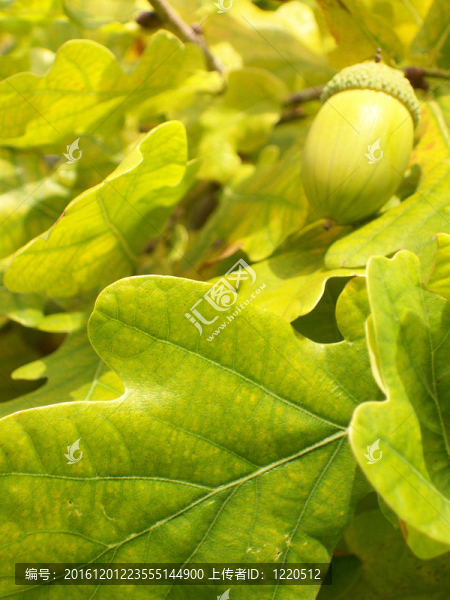 torekov,acorn,02
