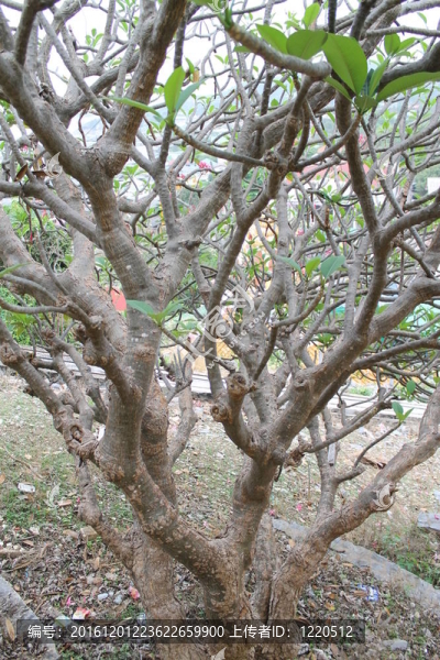雞蛋花的樹(shù)