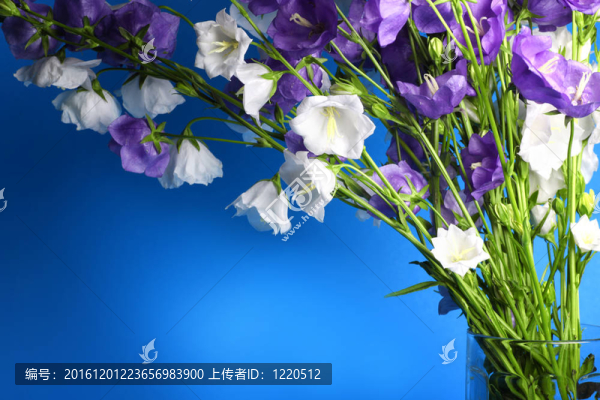 藍(lán)色和白色的鈴鐺