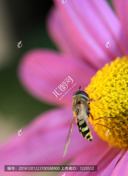 食蚜蠅在花05