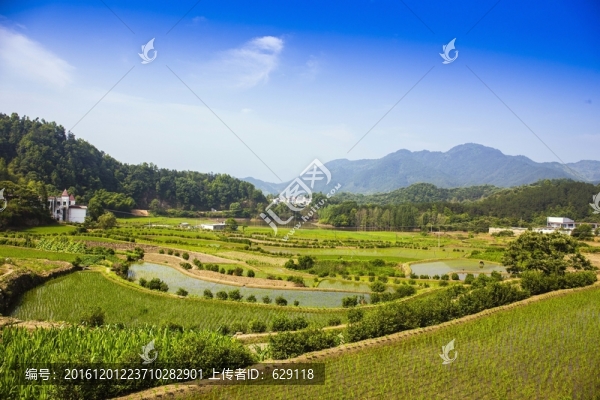 田野