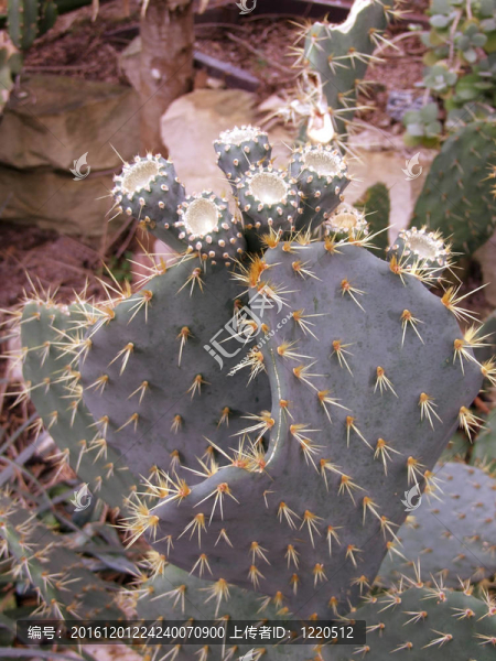 植物園的仙人掌