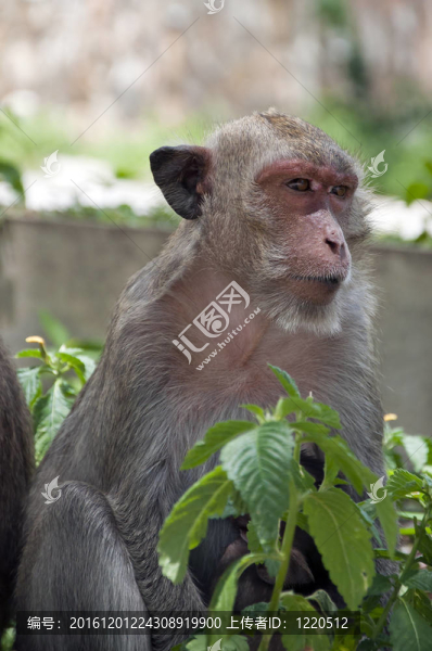 Hua,Hin,Monkey,02