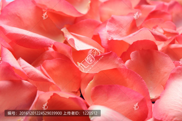 美麗的粉紅玫瑰花瓣