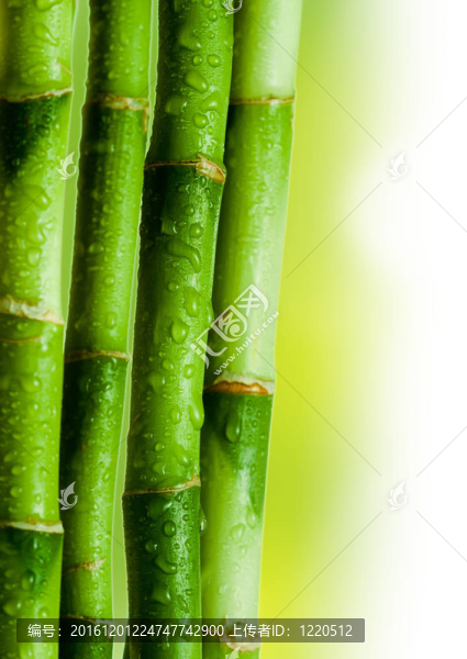 竹
