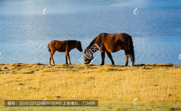 駿馬,班公湖