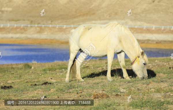 駿馬,班公湖