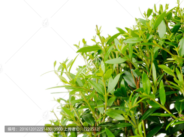 桃金娘精油