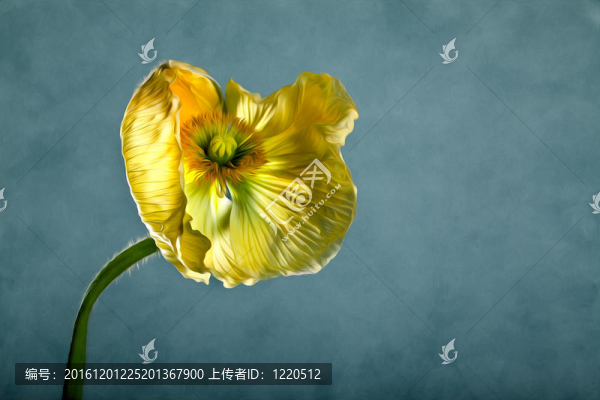 黃色的罌粟