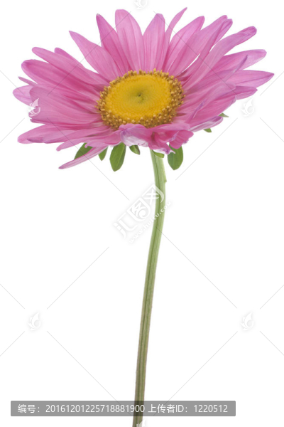 中國紫菀